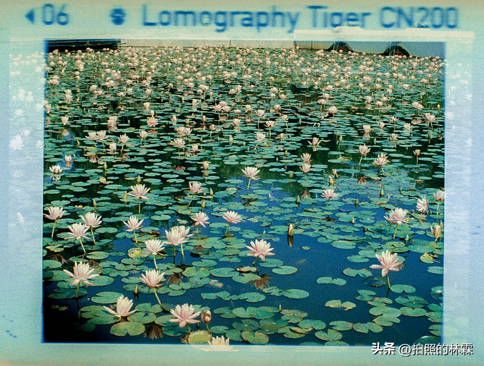 110胶卷/相机保姆级教程/相机选择/胶卷选择/冲扫店铺/实拍样片