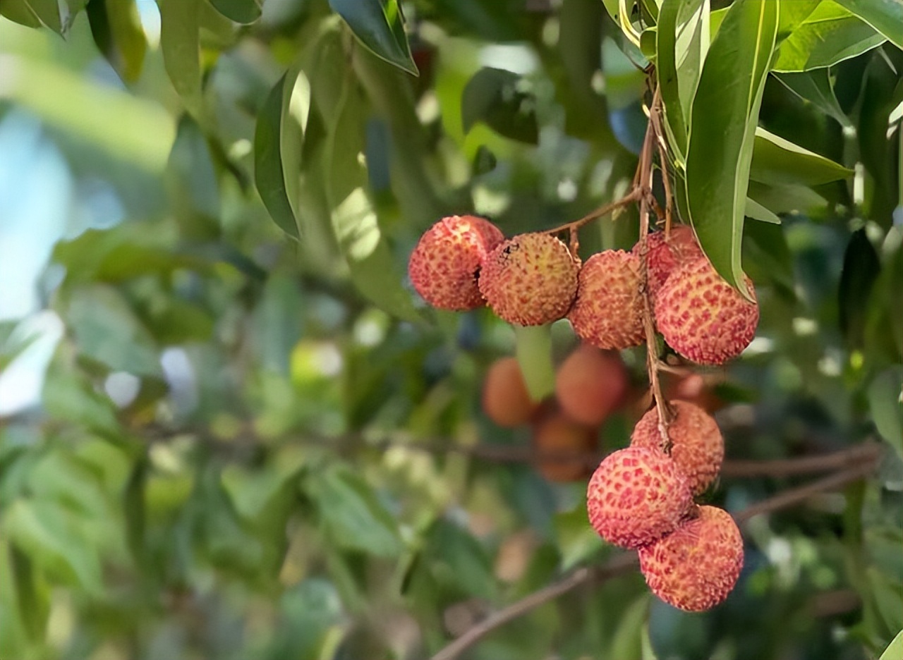 古人水果,古人吃什么水果最好