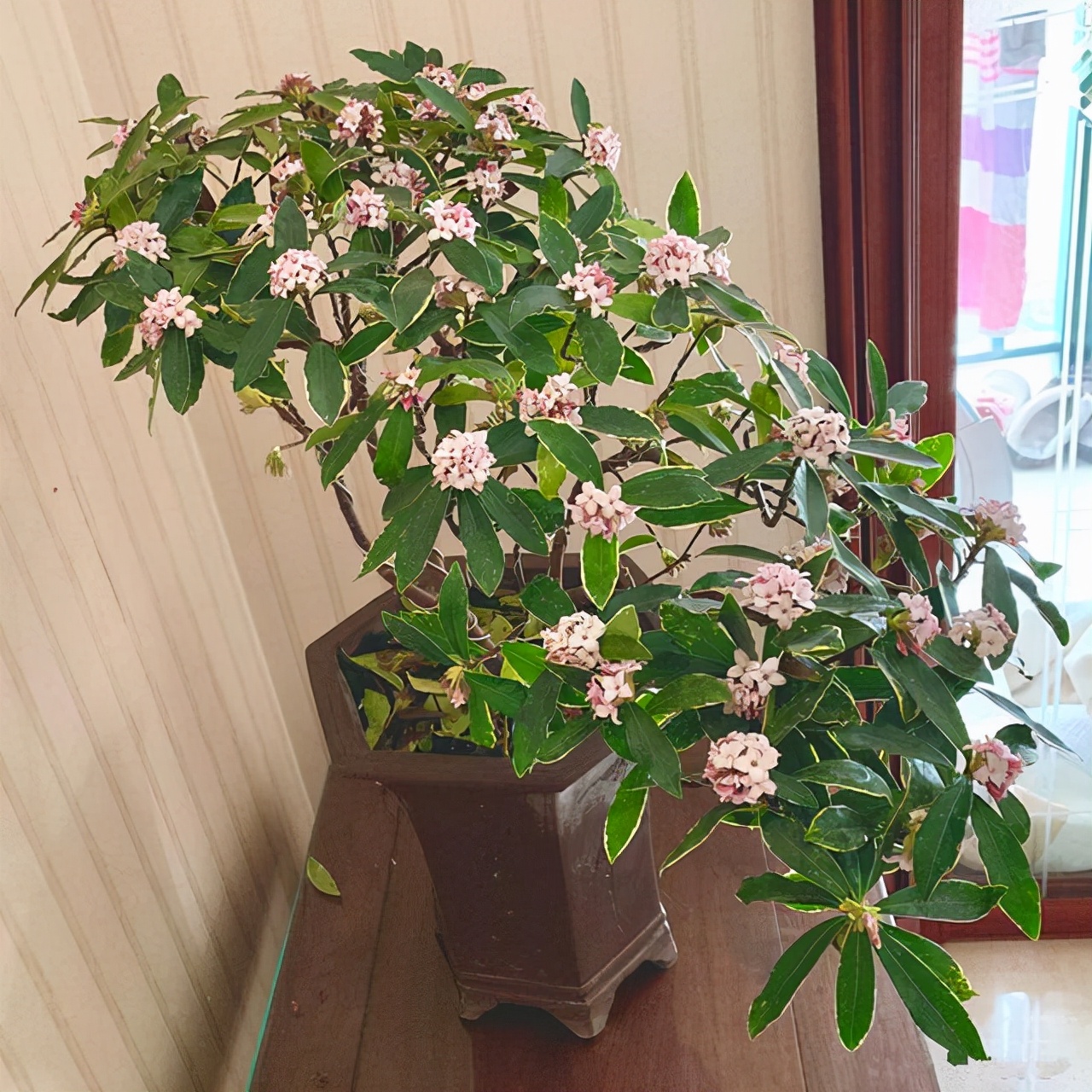 越养越吉利的三种花有哪些,玫瑰花老桩用大盆还是小盆栽培