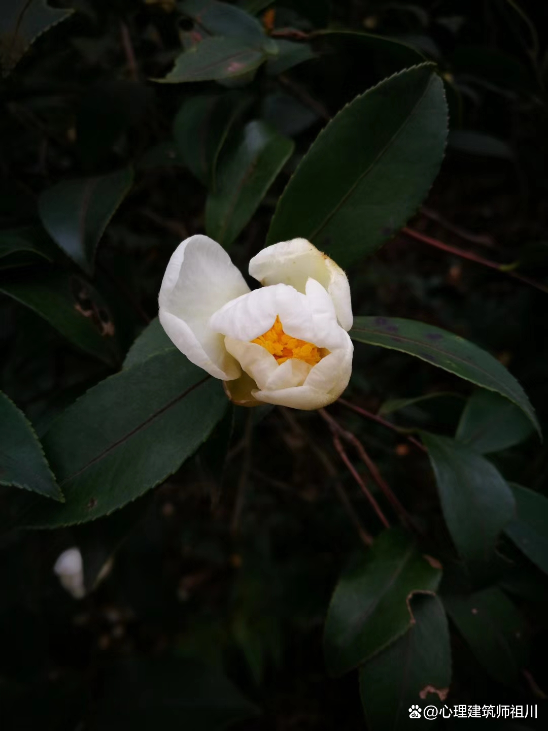 我是如何走出抑郁症的5：破茧成蝶，凤凰于飞，恢复的三阶段上集