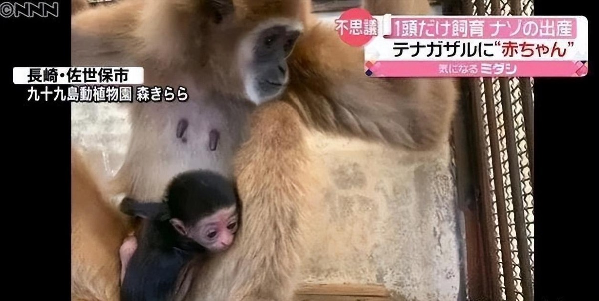 母猴怀孕饲养员背黑锅,日本母猴突然产子
