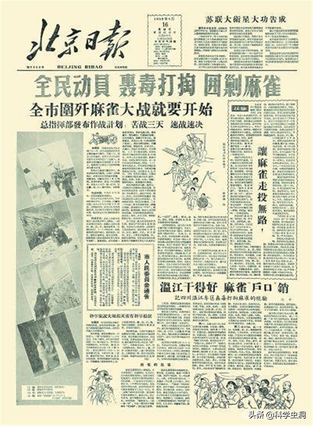 中国本土麻雀是啥样的,外国麻雀来源于哪