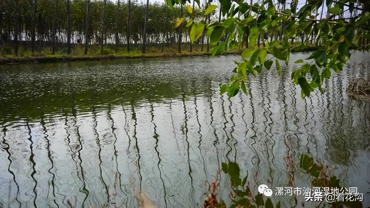 河南省漯河市舞阳县介绍视频,舞阳2007年照片