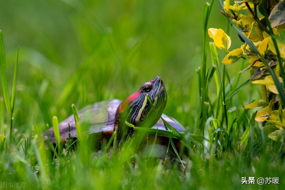 乌龟白眼不用药的治疗方法,乌龟白眼怎样治没有药