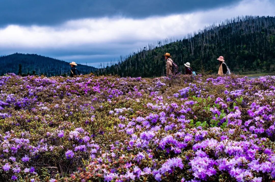 尼汝秘境,香格里拉尼汝村徒步环线图