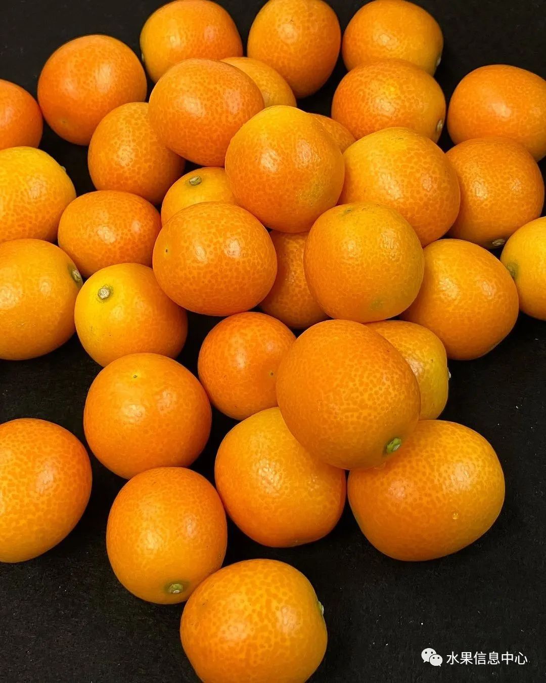 金桔产地视频,金桔多少个品种