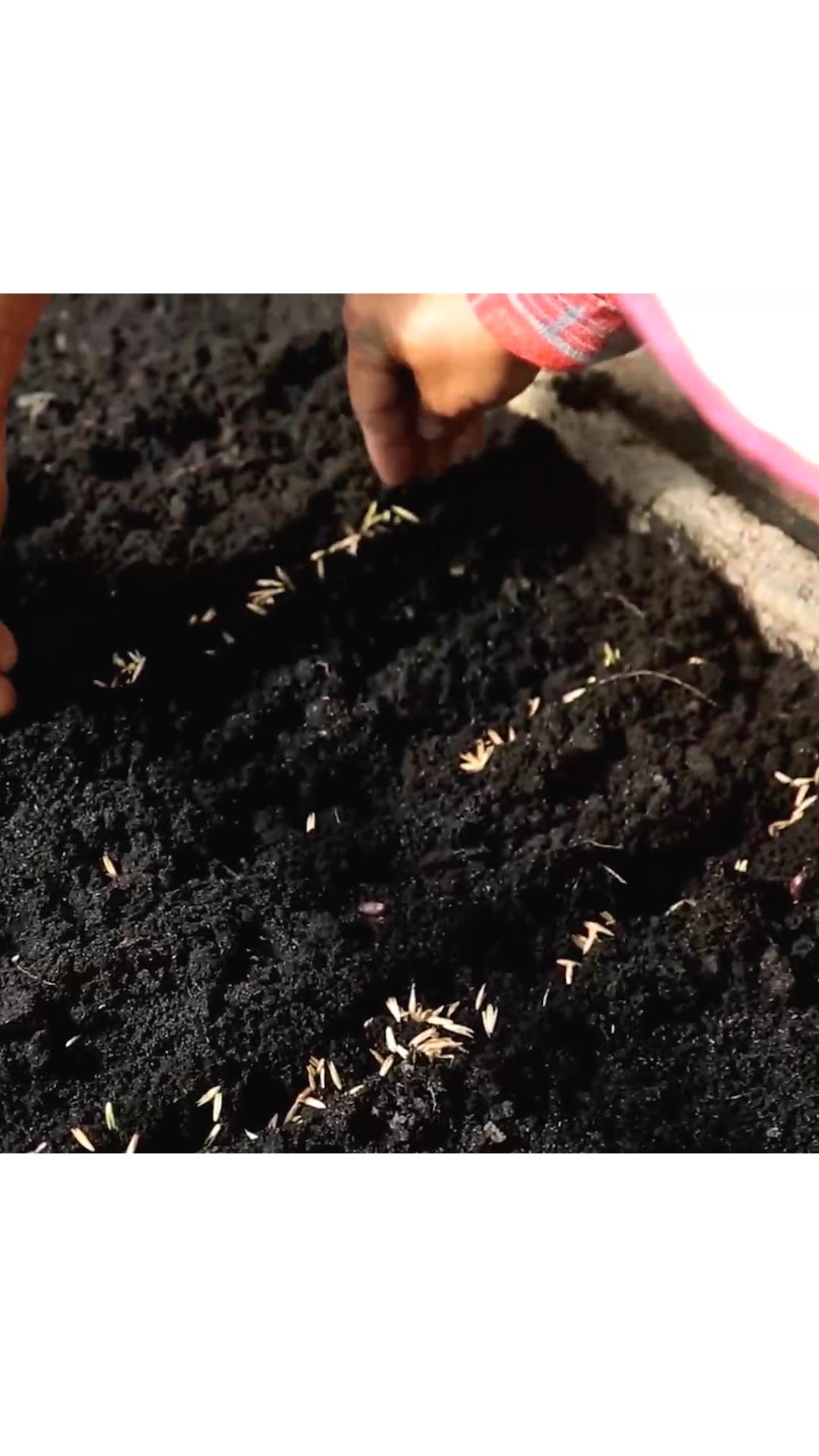 什么竹子适合种植在庭院,关于竹子种植的几种方法
