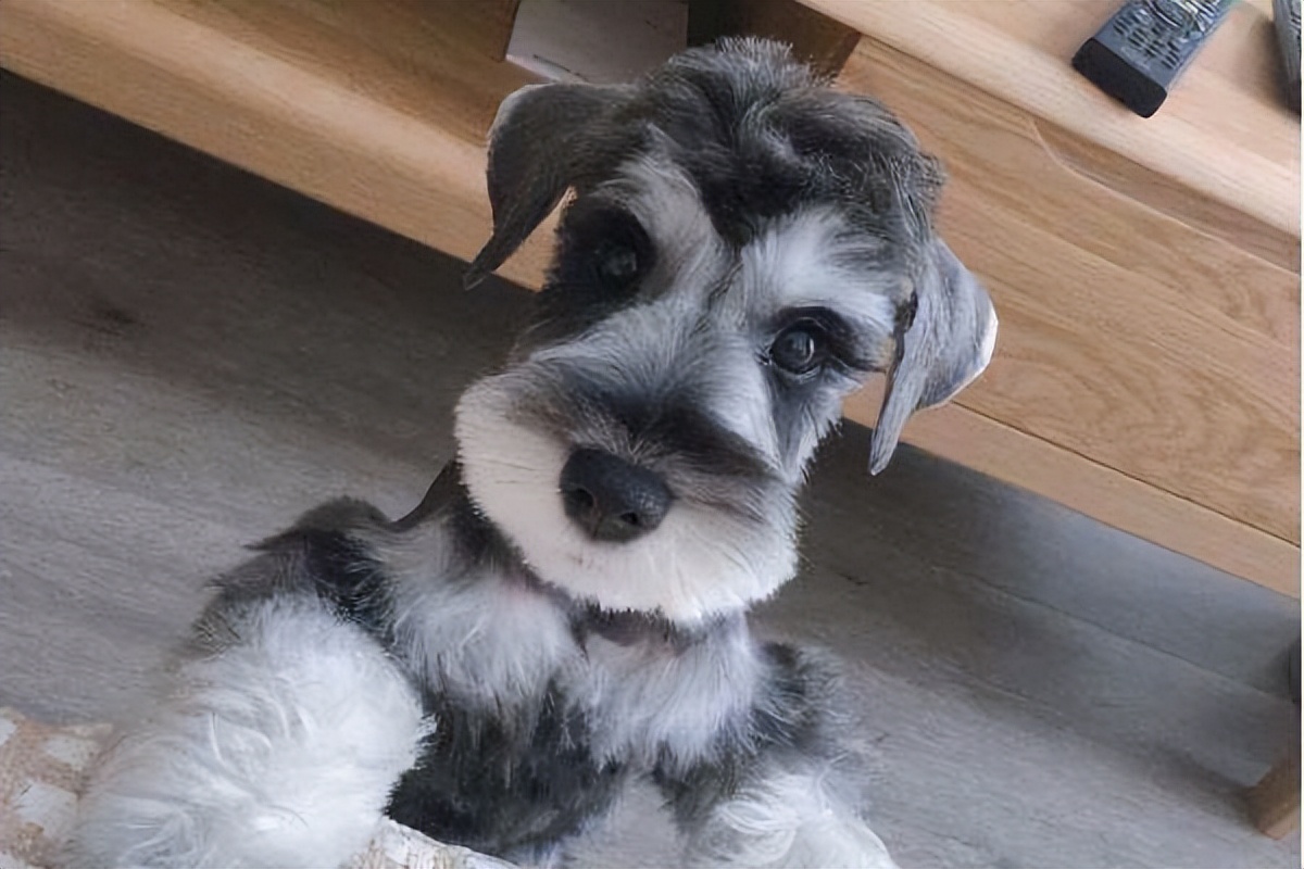 雪纳瑞为什么会把屎拉在窝里,雪纳瑞一定要好好对待自己的狗子