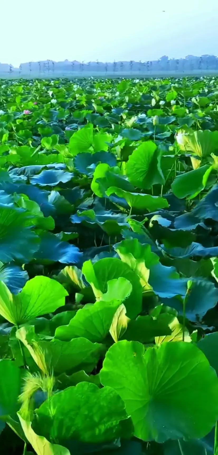 夏日美丽的荷花图片,荷花图片配上字映日荷花别样红