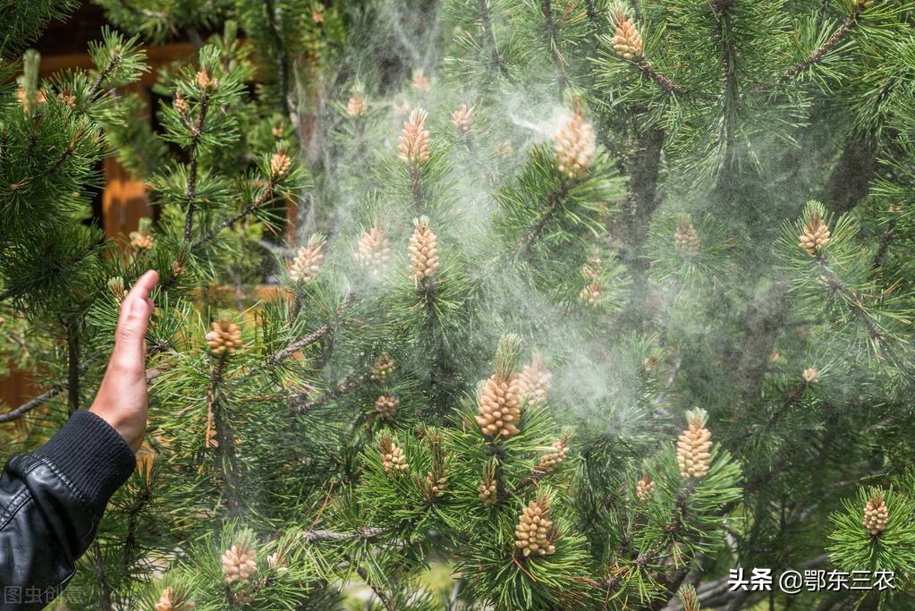 正宗松花粉多少钱一斤大连,长白山松花粉几月份采摘