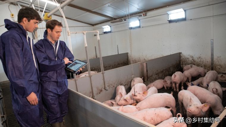 丹麦最先进的养猪企业,丹麦养猪成功经验