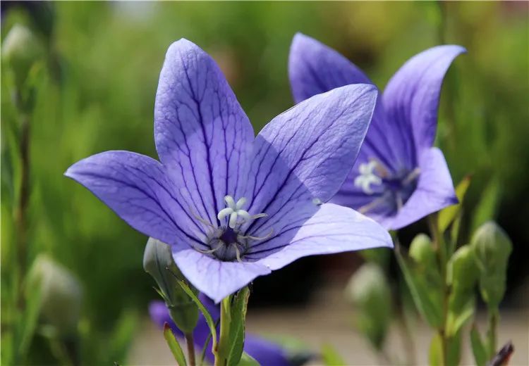 全部花草的花语,200种花卉名称大全