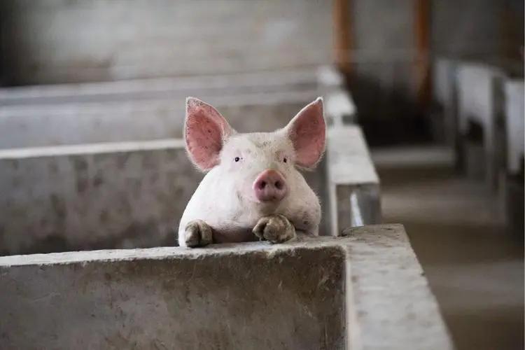 生态猪的养殖技术和方法,生态猪的养殖方法和销量