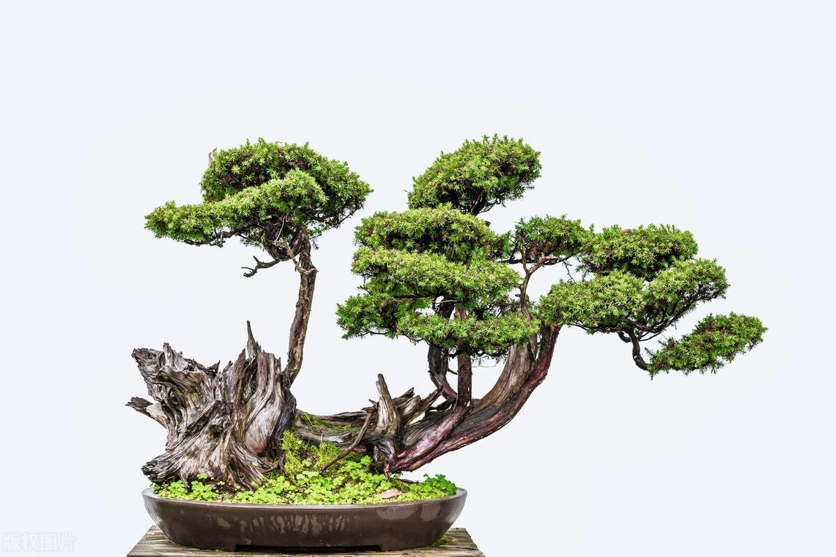 新手入门盆景老桩如何嫁接,石头盆景初学入门技巧