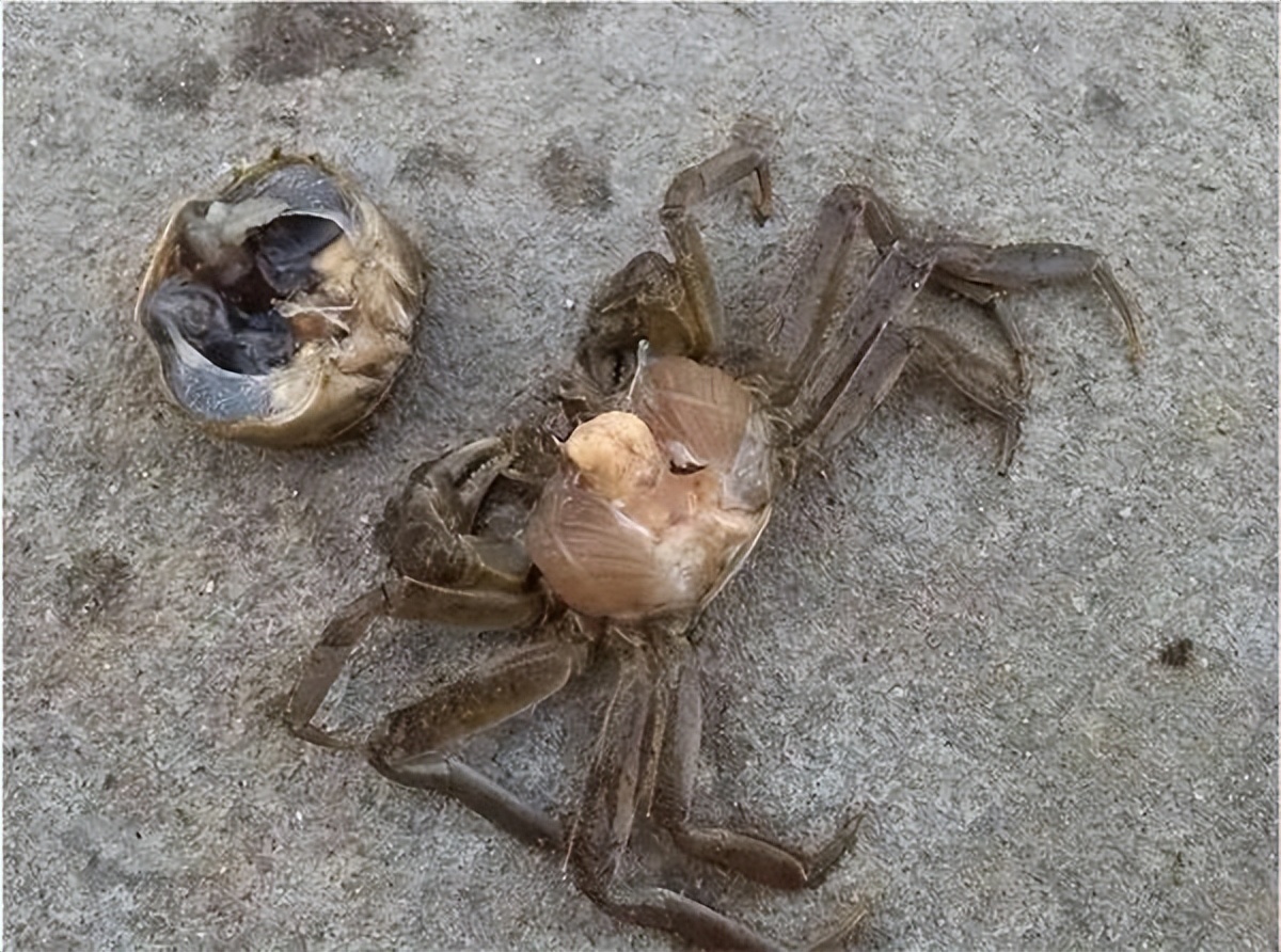 螃蟹刚死常温放了几个小时能吃吗,活螃蟹冷藏放了十天还能吃吗