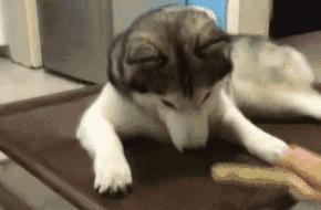 哈士奇搞笑视频笑死人二哈,哈士奇二哈的搞怪日常