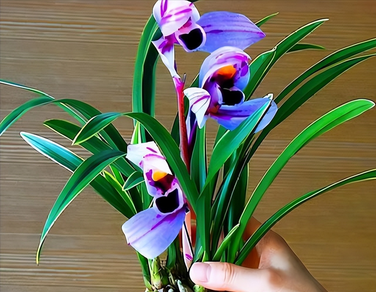 不起眼却很美丽的小花图片,不起眼但沁人心脾的花