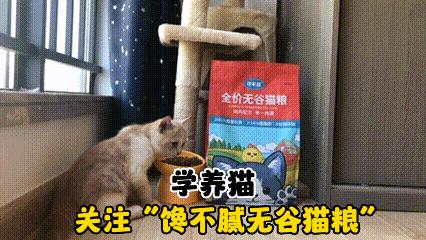 很可怕的5种猫不建议饲养,哪些猫比较适合新手饲养