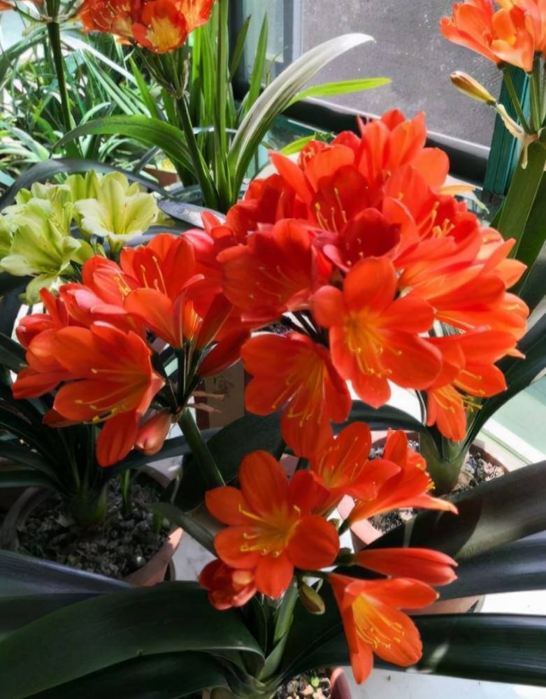 春天养君子兰，做好“4件事”，多长新叶子，花期满盆冒花箭