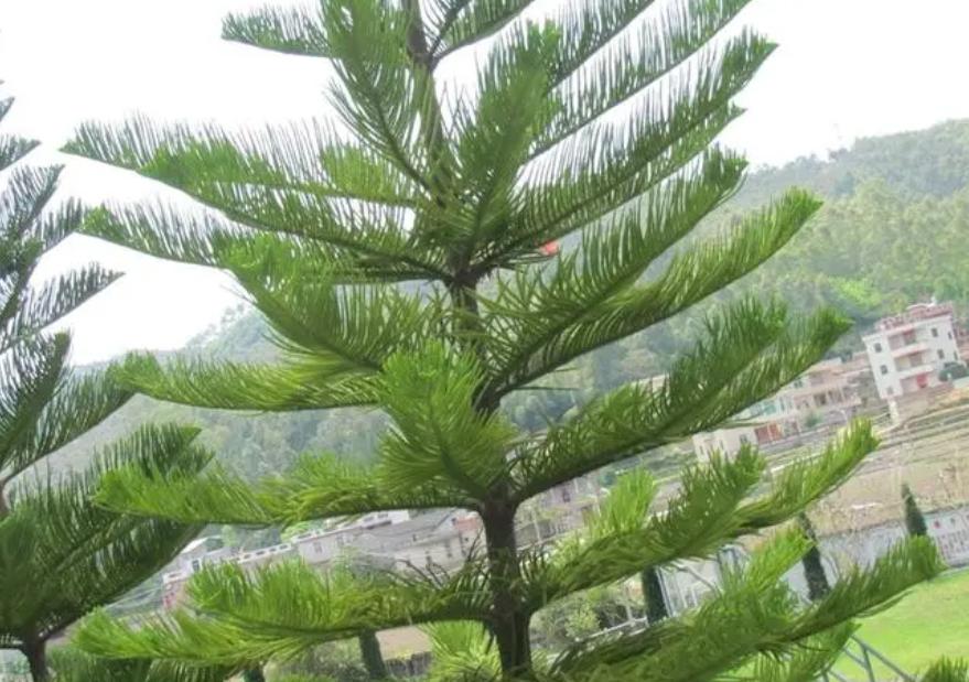 木本植物有哪些品种,什么观赏木本植物不怕冻不怕晒