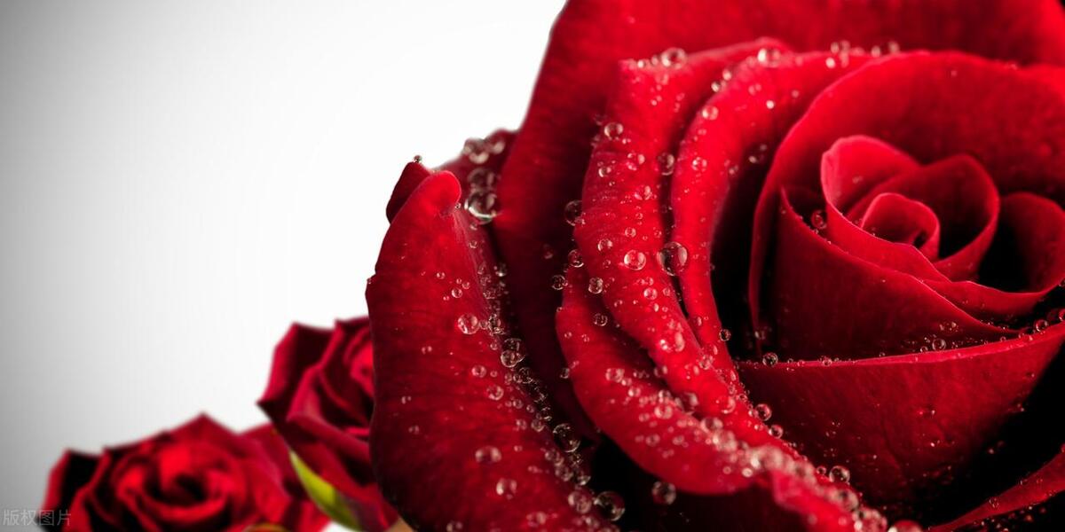 花语（玫瑰、蓝色妖姬、百合、郁金香、康乃馨、风信子、紫罗兰）