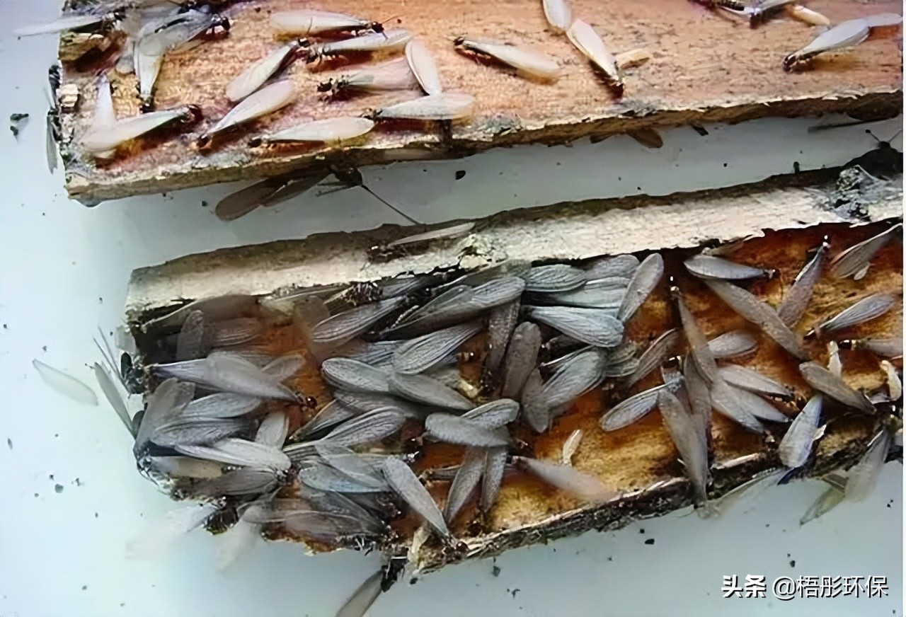 家里怎么预防白蚁最好方法,晚上一开灯虫子太多怎么去除