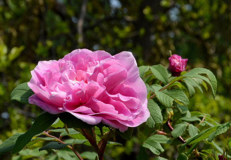 平阴玫瑰花原创包装设计,平阴玫瑰花生产厂家电话
