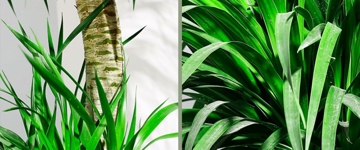 养不死的绿植,懒人养不死耐寒耐旱的绿植