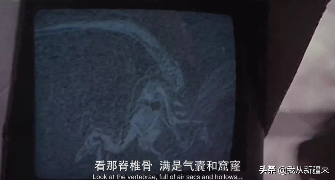 新疆哈密翼龙,天山哈密翼龙