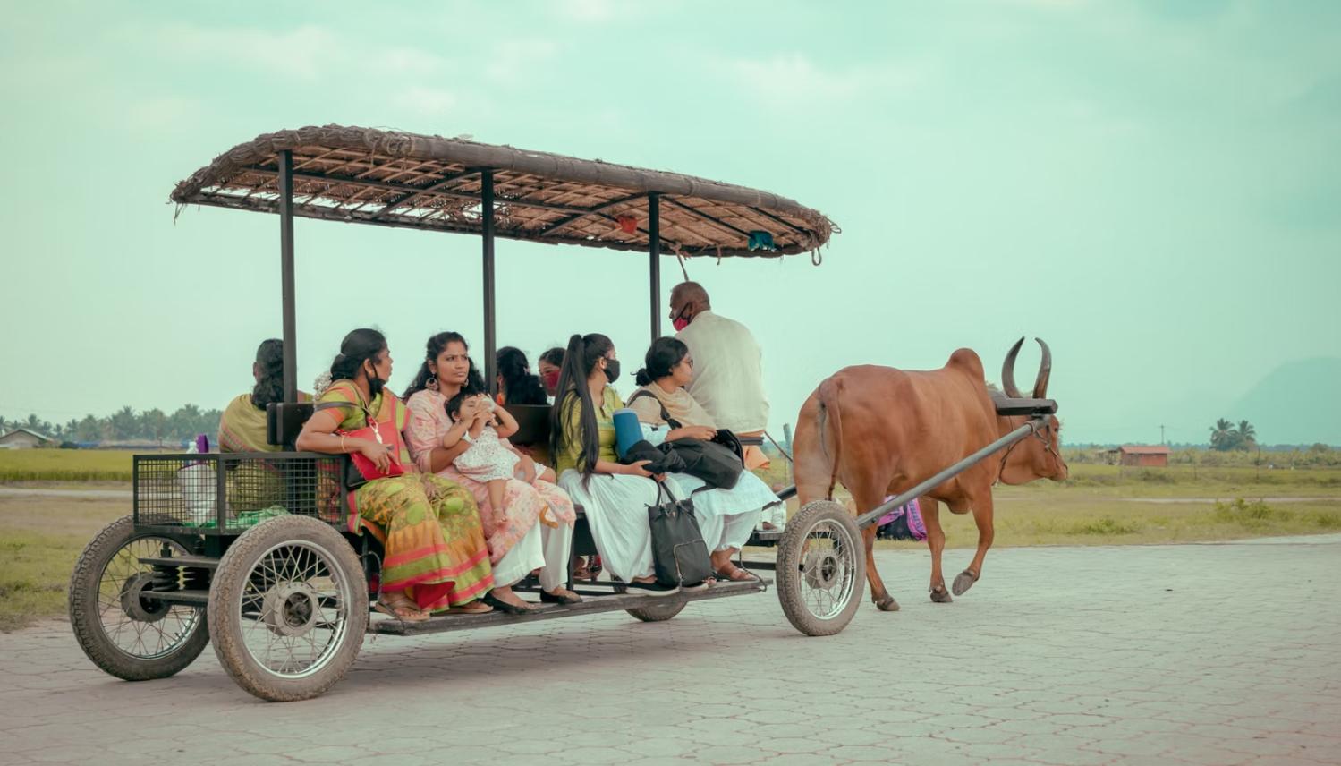 印度是大米第一出口国吗,印度为什么能成为大米出口国