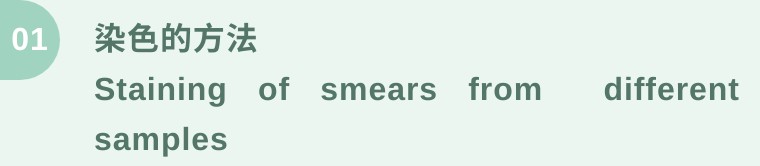 细胞涂片染色方法,涂片与染色操作