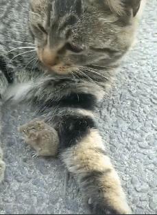 狸花猫智商相当于人类几岁,猫界智商排行榜狸花猫排第几