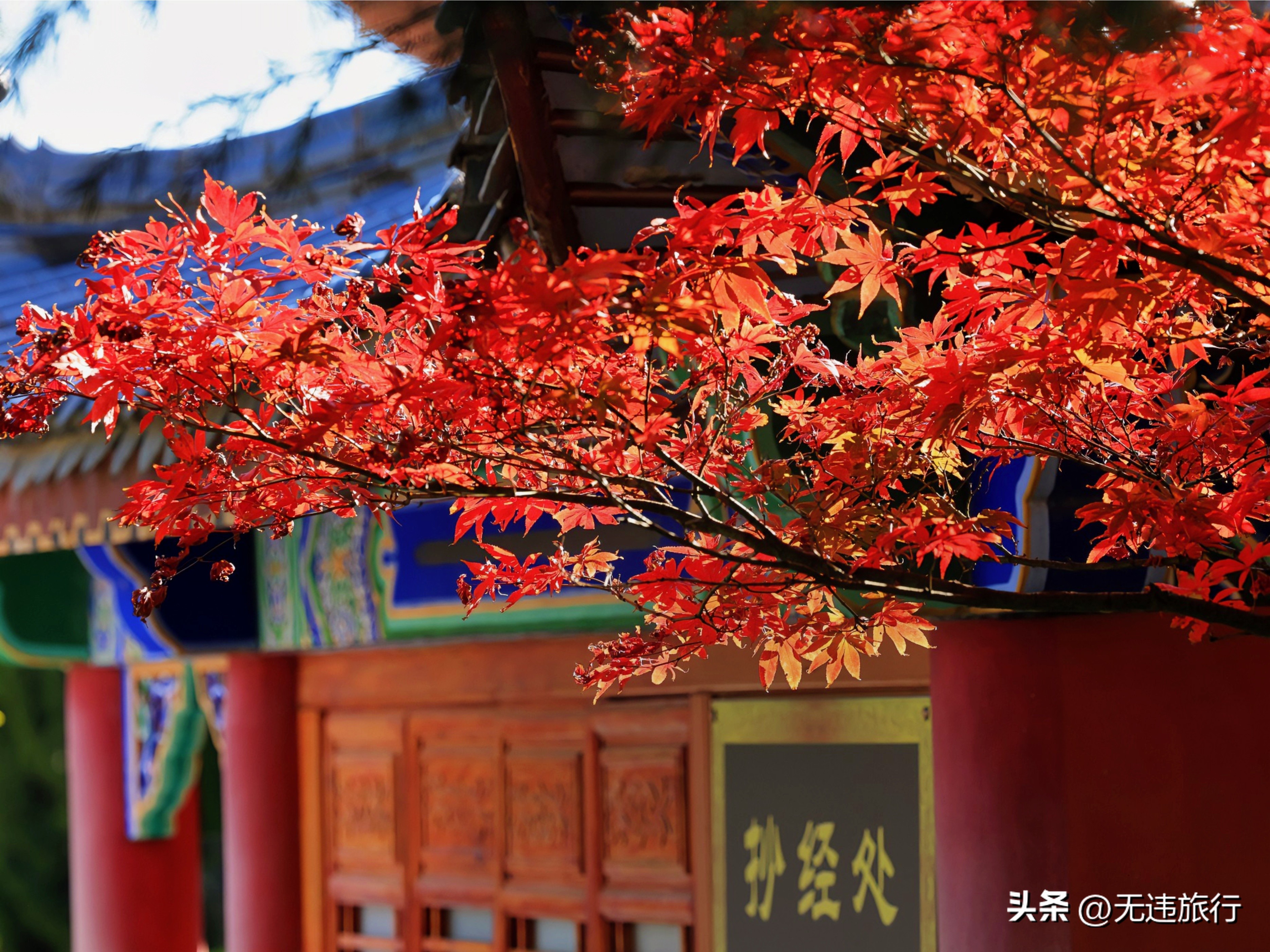 大理古城银杏叶美景,大理崇圣三塔附近景点
