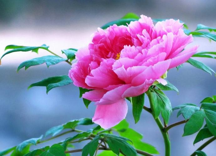 5种“旺宅花”，家里养一盆，全家运势旺，又漂亮又吉利