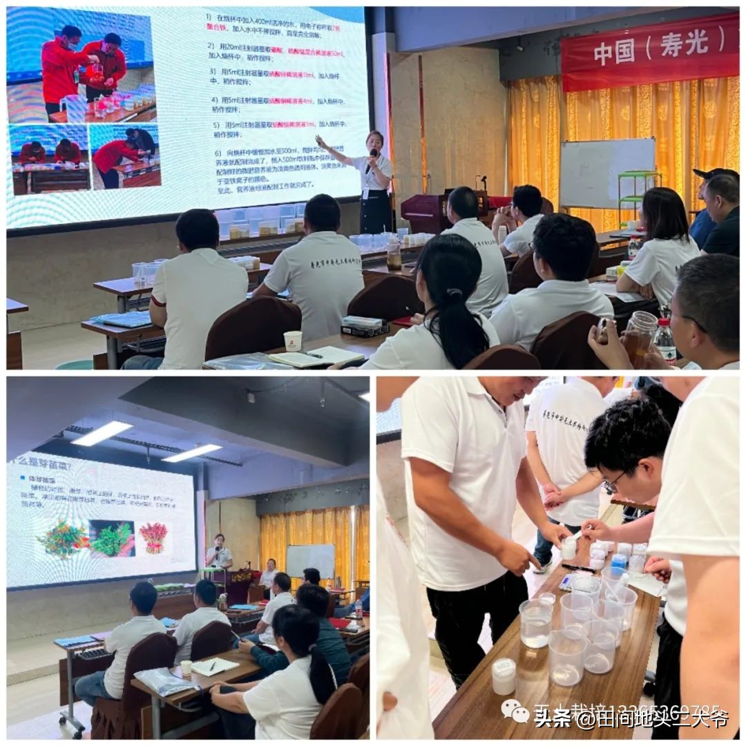 寿光中荷无土栽培基地,山东寿光中荷无土栽培