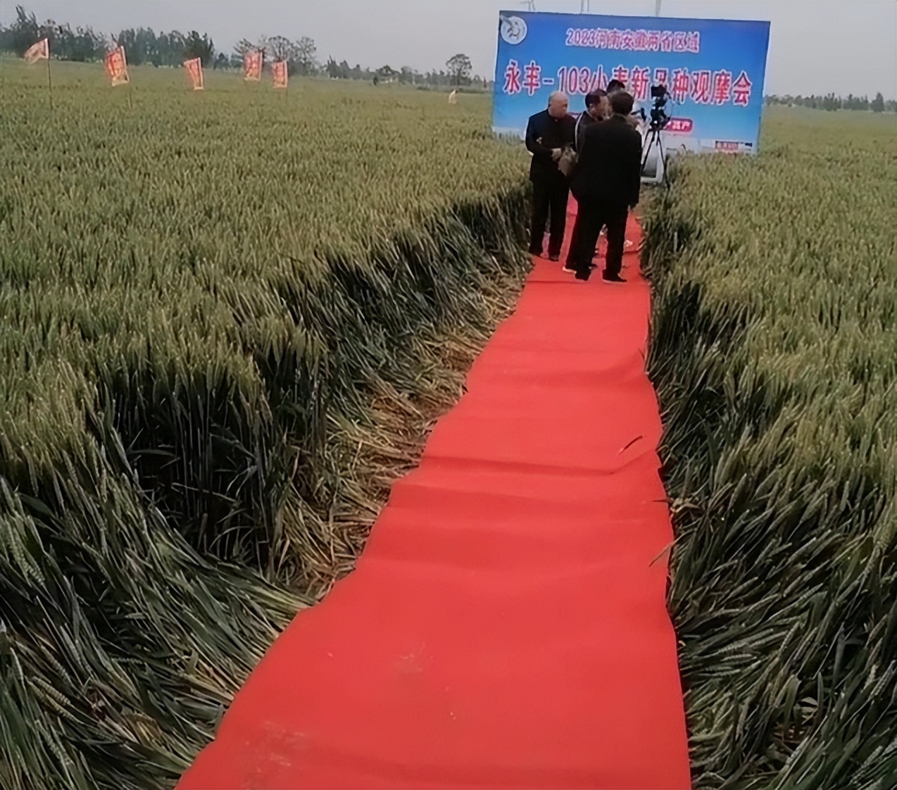 麦田铺红毯原视频,麦田铺红毯是真事吗