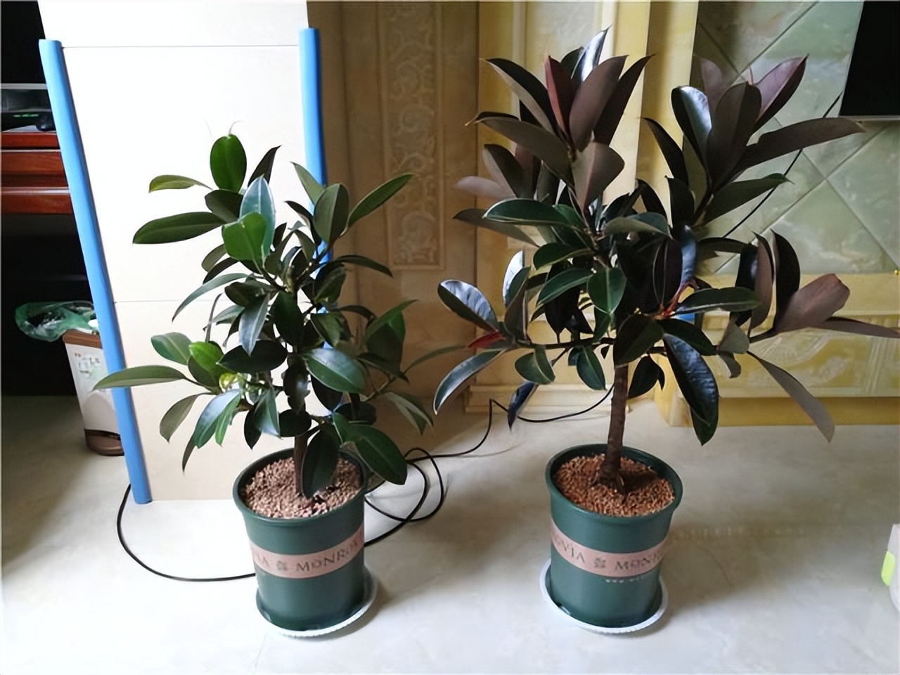 什么花卉吸甲醛最好养,10种能吸甲醛净化空气的盆栽花草