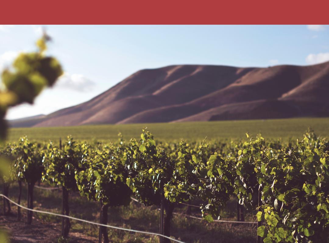 为什么喜事都要看黄历,喝白茶看黄历