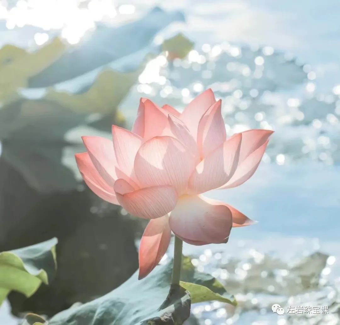 左岩奥斯卡完整版,左岩世界吉尼斯珠宝纪录保持者