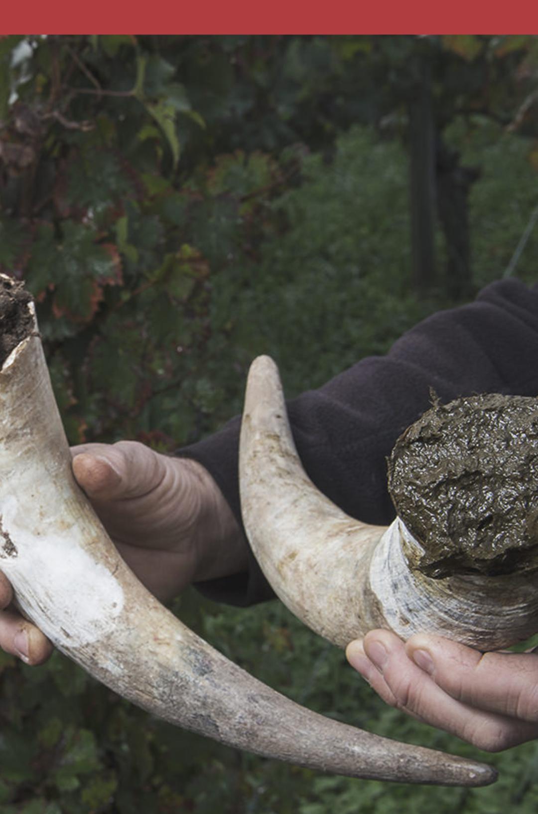 为什么喜事都要看黄历,喝白茶看黄历