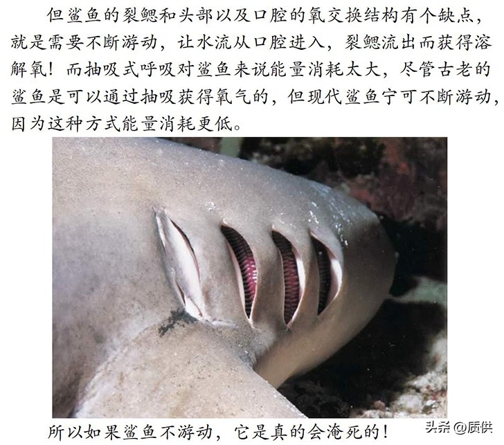 人类为什么只吃鲨鱼,为什么人类只吃鱼翅