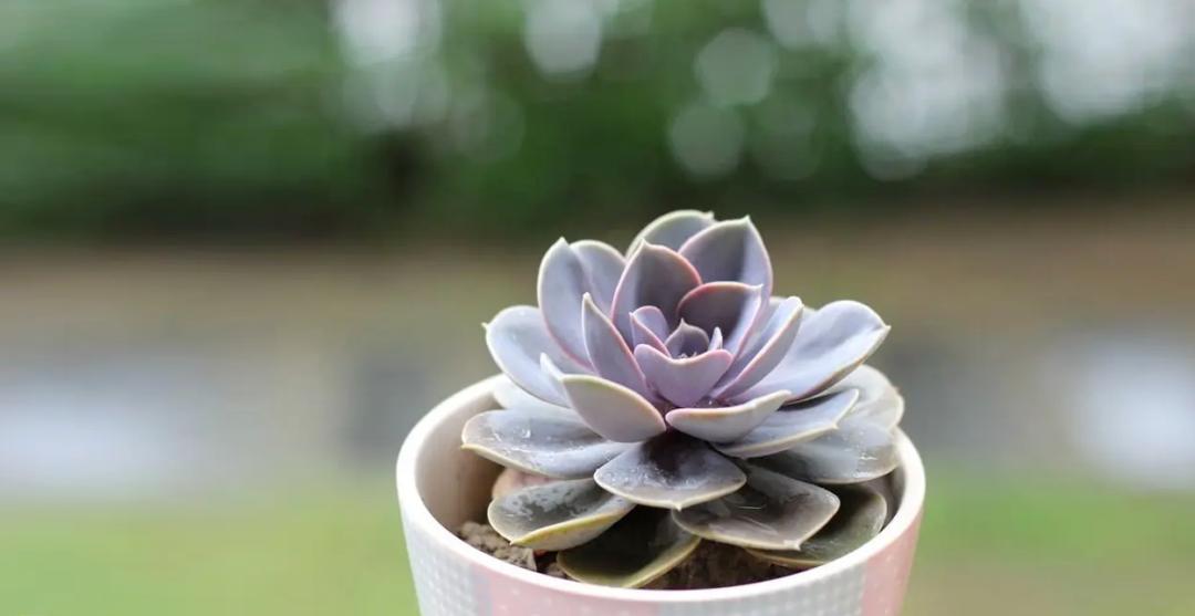 最经典十首古诗词,古诗词十大经典诗句