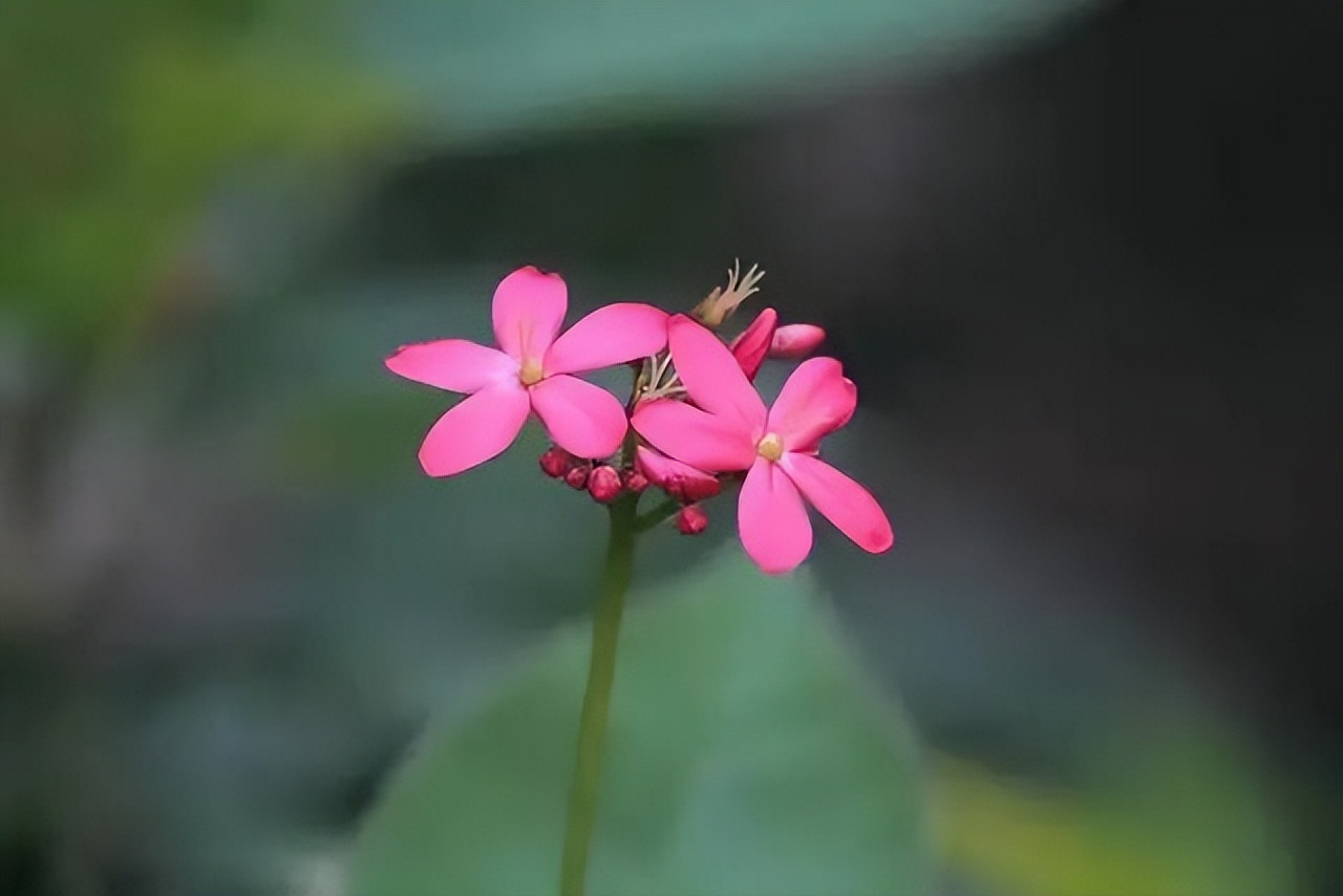 当你一无所有连狗都不搭理你,当你一无所有亲戚的态度