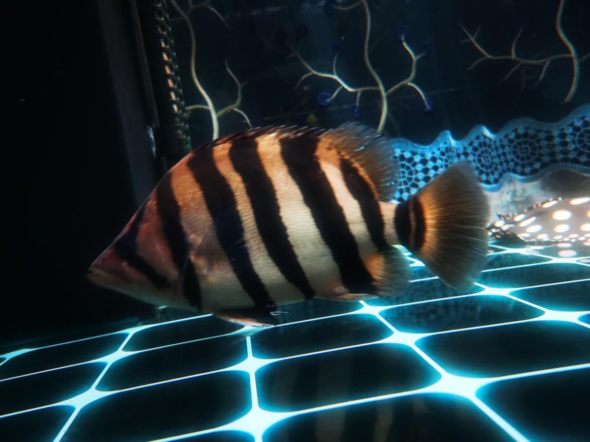 龙鱼缸混养哪些底层鱼好看,龙鱼缸配什么观赏鱼好