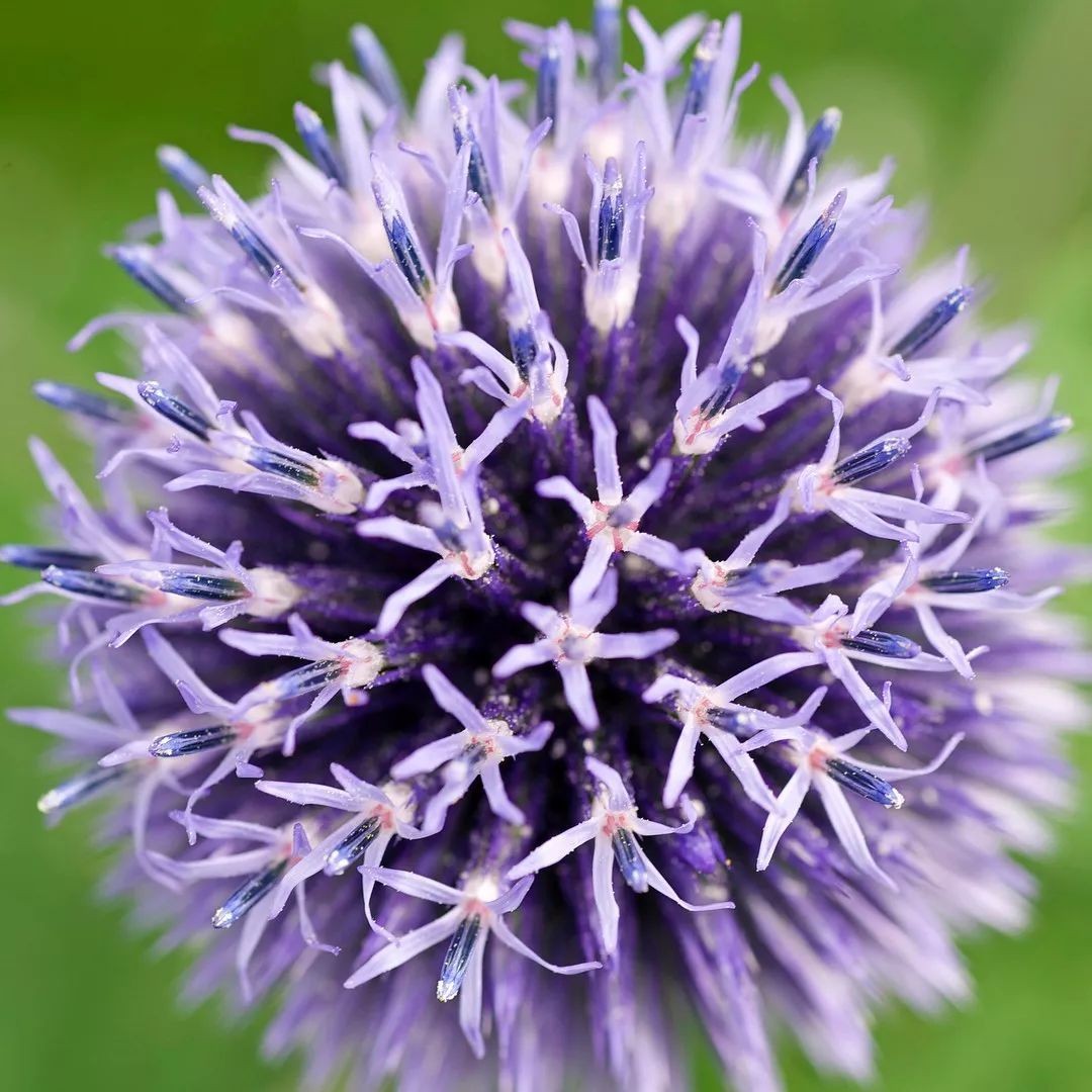 闀垮緱鍍忚冻鐞冧竴鏍风殑妞嶇墿,鍜岃冻鐞冩湁鍏崇殑妞嶇墿