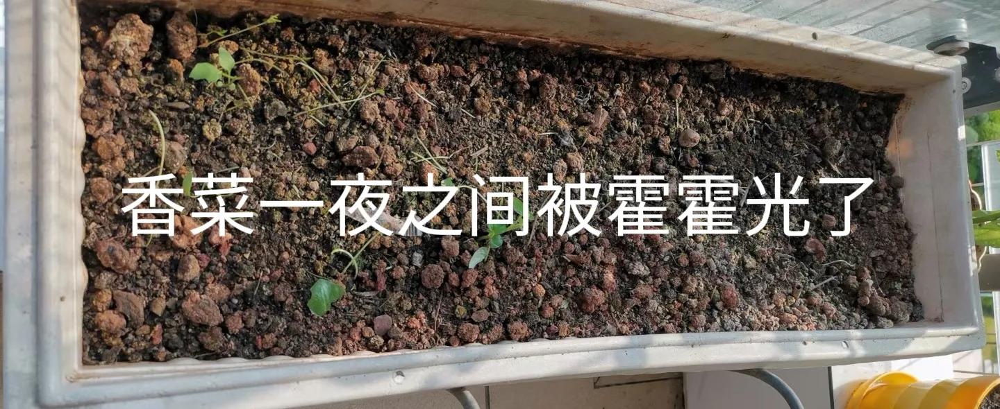 收服鼠精 (澳洲鼠精)