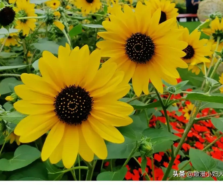 13岁女儿患重度抑郁症怎么办,13岁女儿重度抑郁症该怎么办