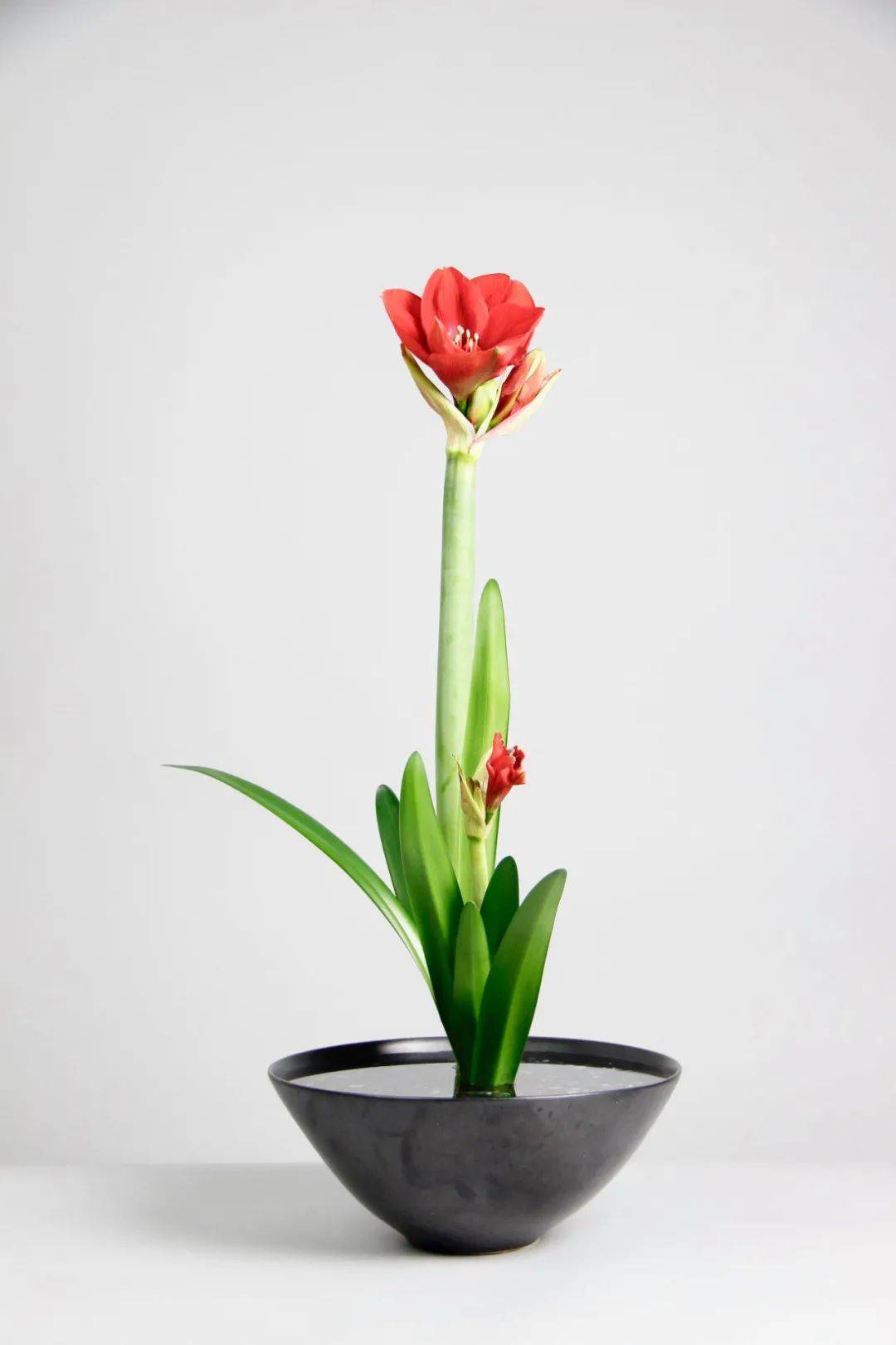 日式插花小原流花道,日式插花的13个基本技巧