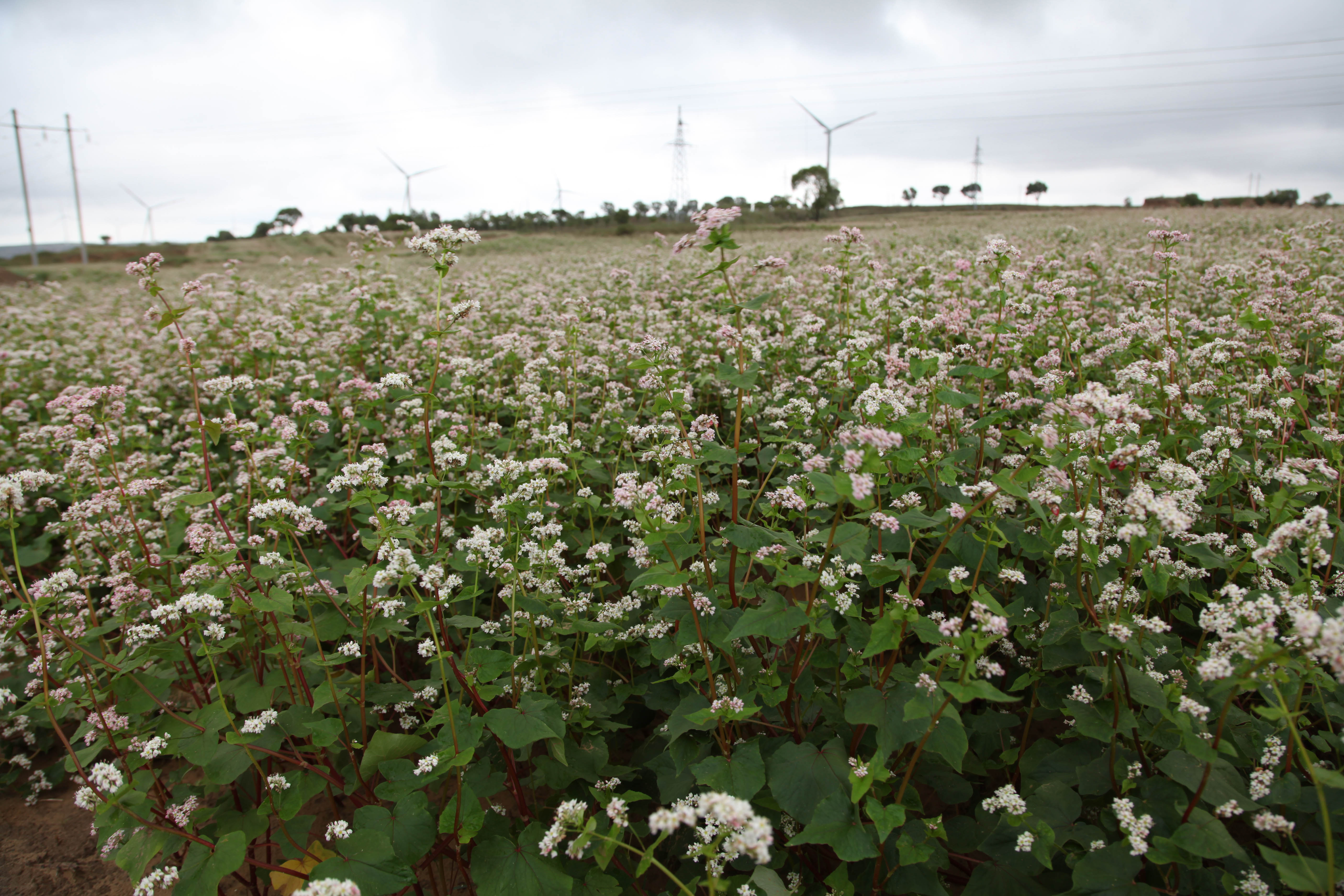 农业科技这十年丨冯佰利：深耕小杂粮成就品牌“天下知”