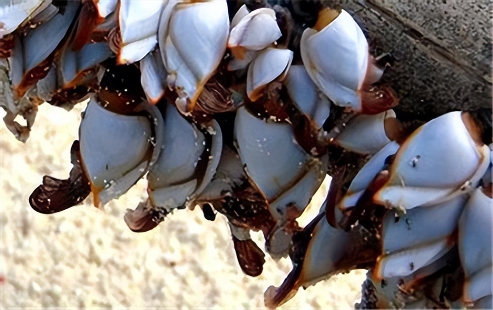 每次航线结束能刮下十多吨海鲜，都到海鲜市场了？这种海鲜吃不得